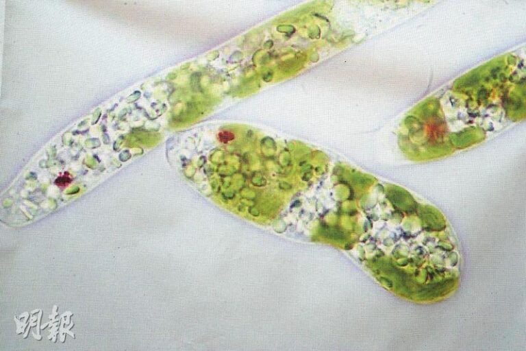 ▲ 小裸藻很細小,肉眼無法看到,圖為在顯微鏡下放大